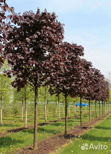 Клен роял ред