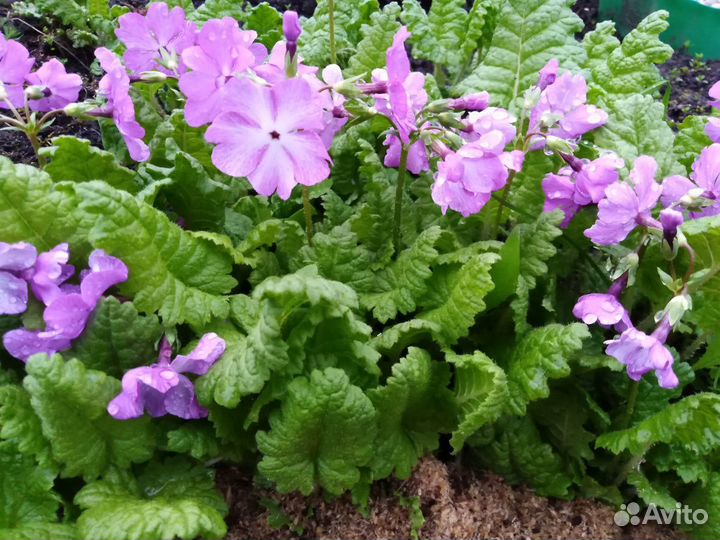 Примула жёлтая, сиреневая, малиновая,белая