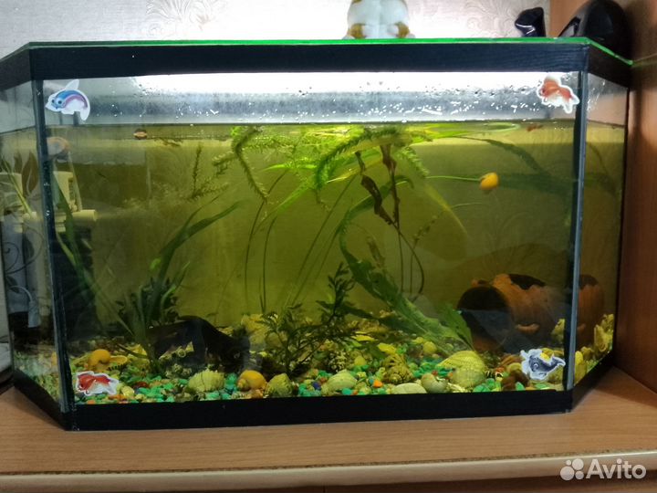 Аквариум