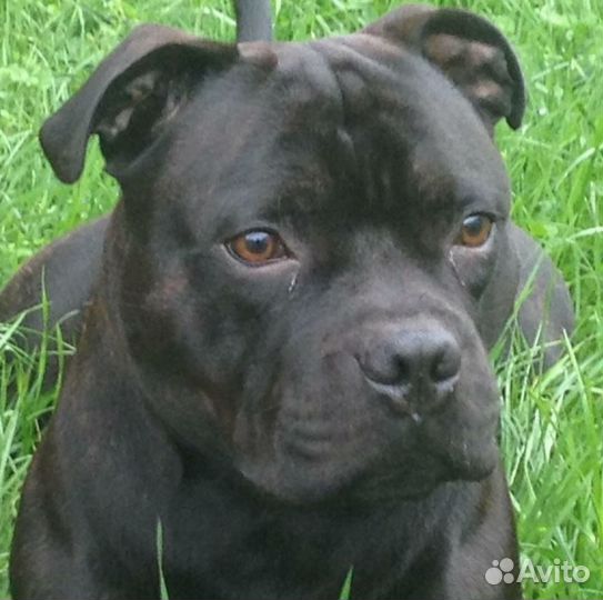 Английский стаффордширский бультерьер. вязка