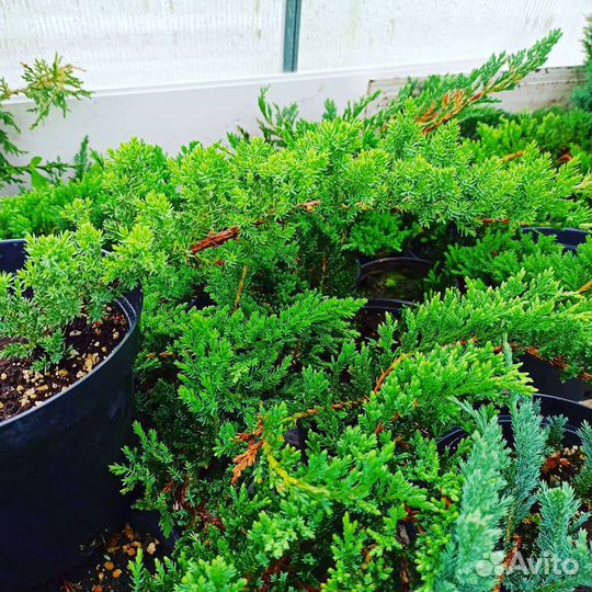 Можжевельник, ель, сосна Крымская, цветы