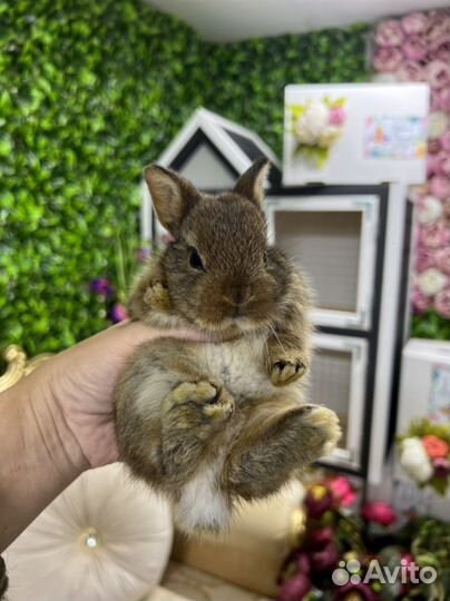 Мини кролики ручные