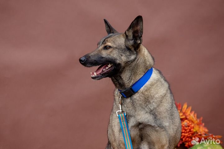 Собака Лорди