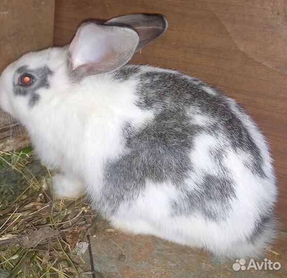 Продам крольчат