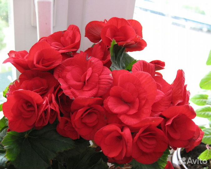 Бегонии элатиор