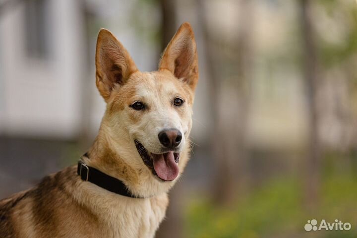 Люкс в добрые руки