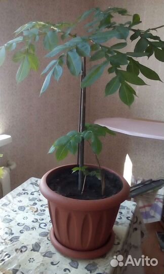 Аморфофаллус