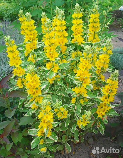 Бузульник, вербейник, лиатрис