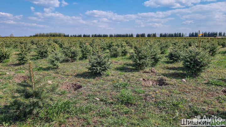 Ель, туя в каждый дом