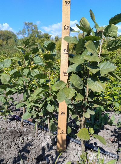 Саженцы боярышника