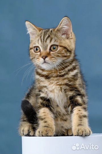 Британская