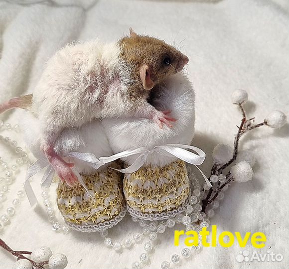Крысята дамбо домашнего разведения от ratlove