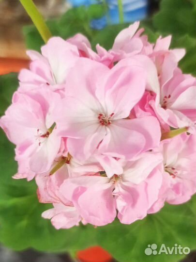 Комнатные растения цветы