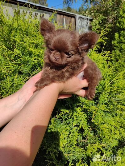 Чихуахуа мальчик