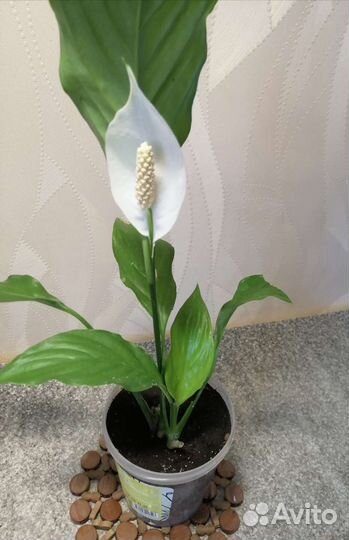 Спатифиллум