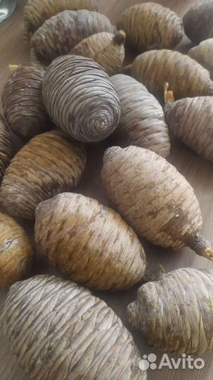 Шишки гималайского кедра