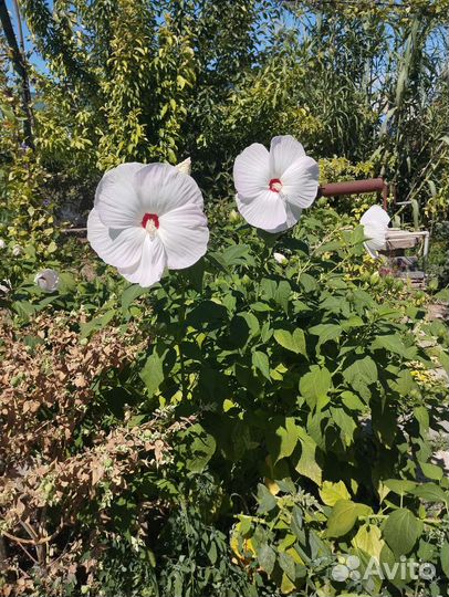 Гибискус травянистый
