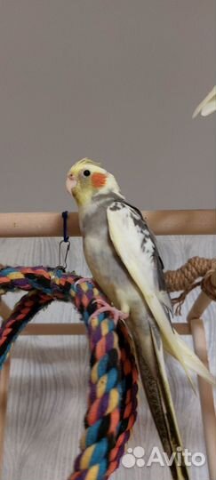 Птенцы попугая кореллы