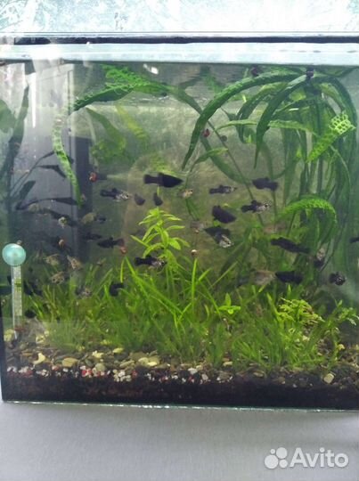 Аквариумные рыбки и коряги