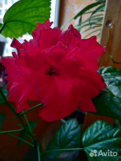 Гибискус китайская роза махровая