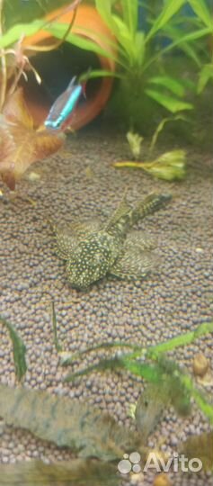 Малëк анциструса