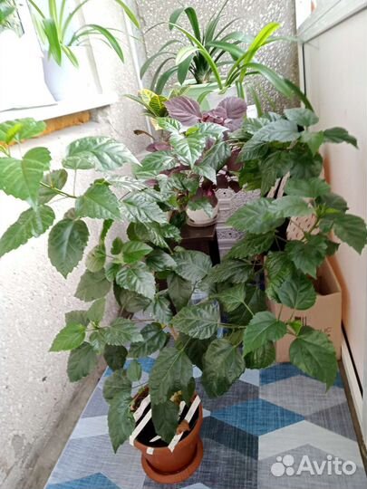 Гроза гибискус