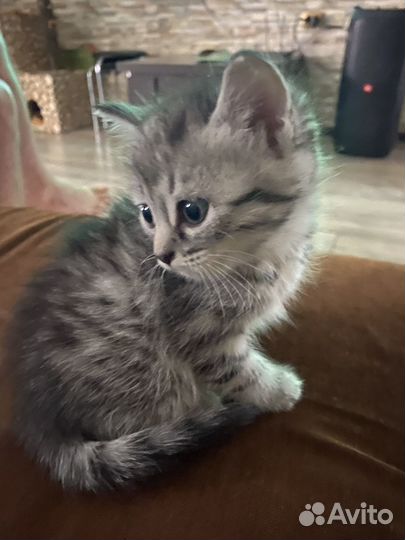 Котята ищут дом