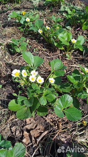 Рассада клубники