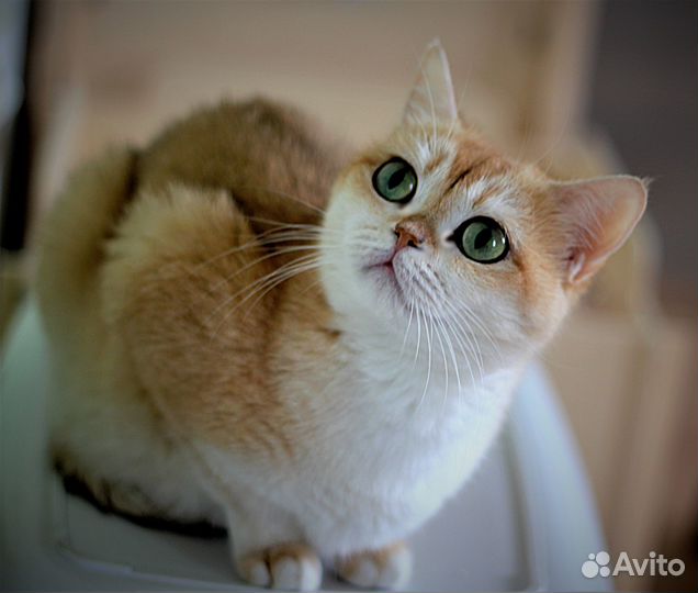 Ищем добрые ручки для золотой Тиффани