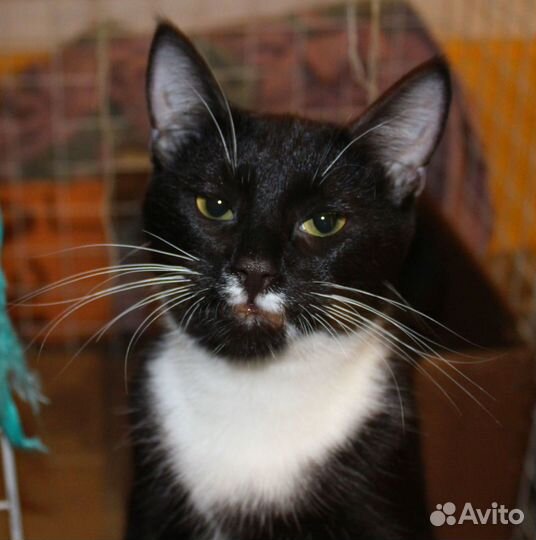 Котик заболел Фип от тоски. никто не усынов. Приют