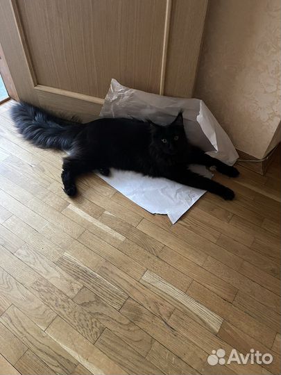 Кот Мейн Кун вязка