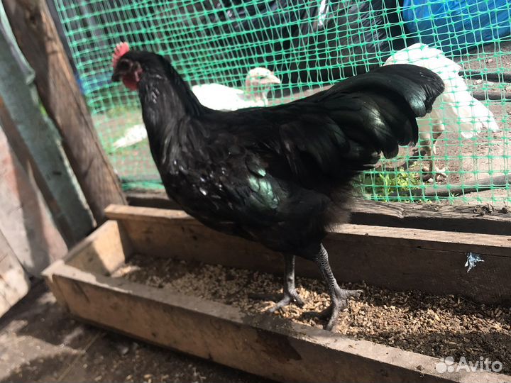 Петухи австролорп