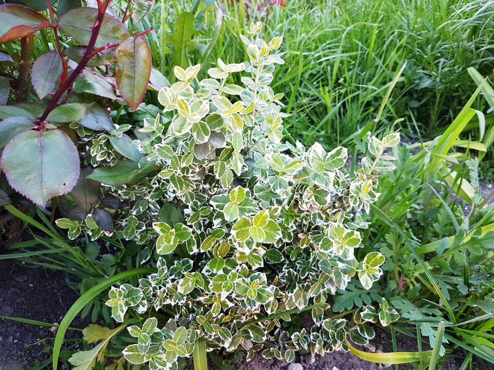 Таунхаус 52 м² на участке 2 сот.