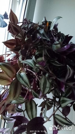 Цветы для дома