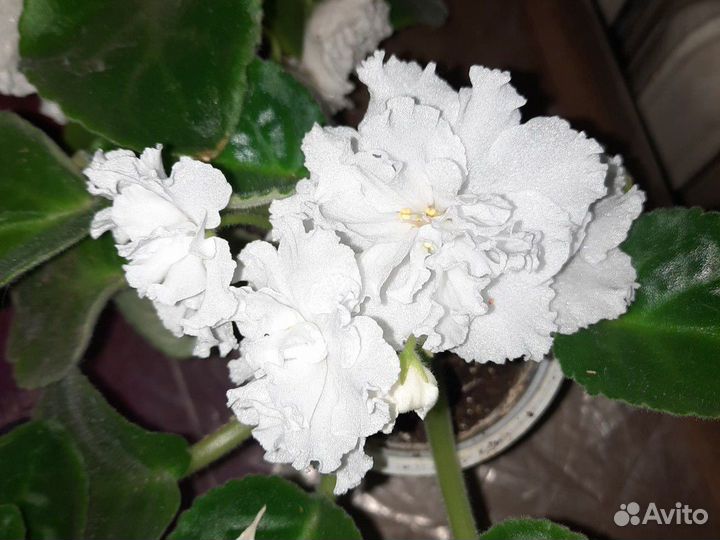 Фиалки разные