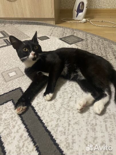 Кот