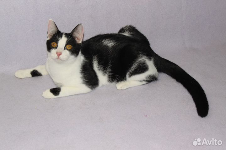 Котенок подросток ищет дом