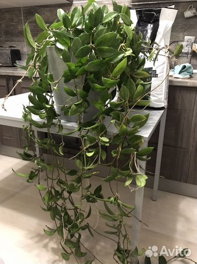 Хойя карноза мясистая