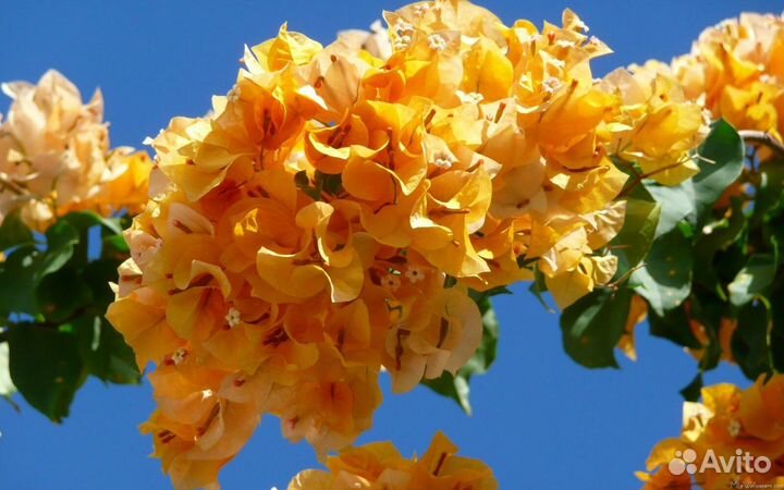 Бугенвиллии