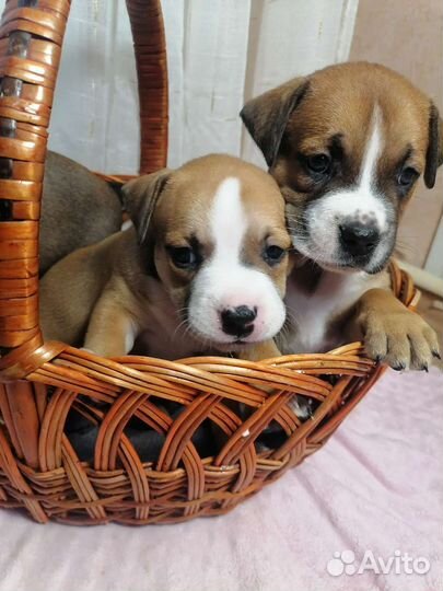 Стаффордширский терьер