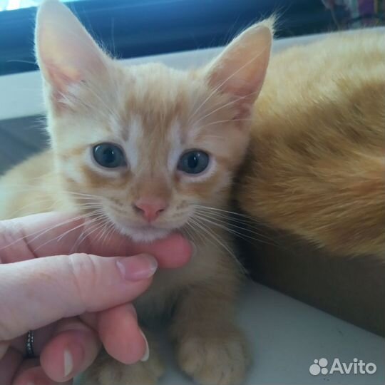 Котята милашки