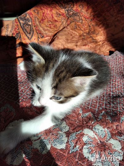 Отдам котенка в добрые руки