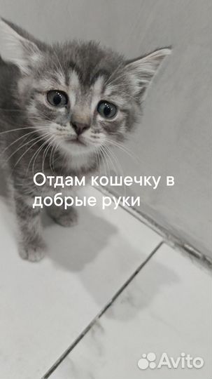 Шотландские кошечка
