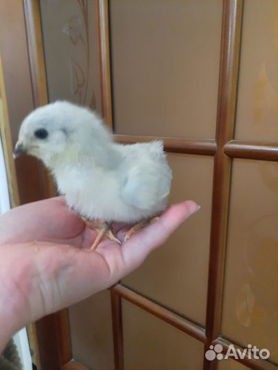 Цыплята амераукана