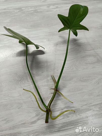 Филодендрон