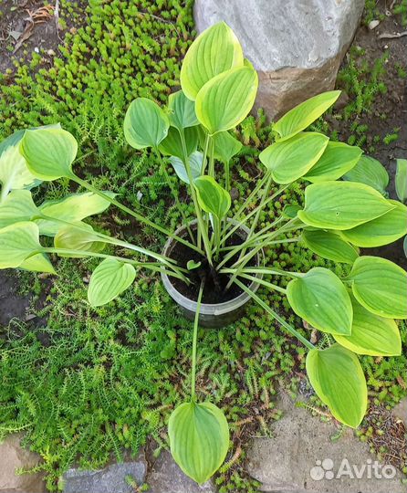 Хоста Голден Тиара