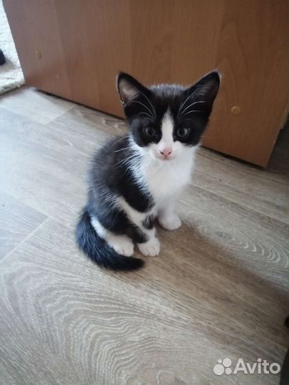 Кошка в дар