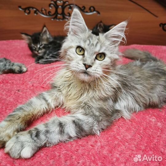 Шикарная серебрушка Мейн кун