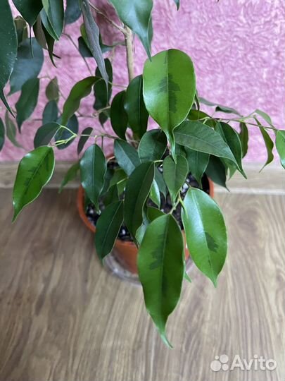 Ficus Benjamina Midnight Lady + Reginald