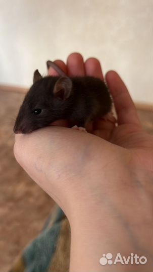Крыски, ручные крысы обыкновенные